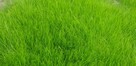 glebogryzarka separacyjna zakładanie trawników niwelacje - 6