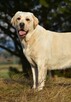 Labrador suka IGA Passion Dog ZKwP/FCI - 7
