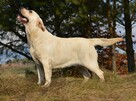 Labrador suka IGA Passion Dog ZKwP/FCI - 5