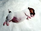 Jack Russell Terrier FCI ZKwP Zapowiedź - 6