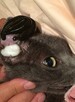 Kursy hirudoterapii - 4