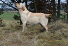 Labrador suka JULA Passion Dog ZKwP/FCI - 5