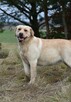 Labrador suka JULA Passion Dog ZKwP/FCI - 6