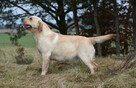 Labrador suka JULA Passion Dog ZKwP/FCI - 2
