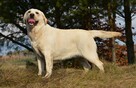 Labrador suka IGA Passion Dog ZKwP/FCI - 6