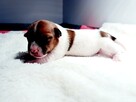 Jack Russell Terrier FCI ZKwP Zapowiedź - 5