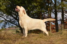 Labrador suka IGA Passion Dog ZKwP/FCI - 3