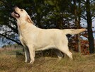Labrador suka IGA Passion Dog ZKwP/FCI - 4