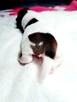 Jack Russell Terrier FCI ZKwP Zapowiedź - 3