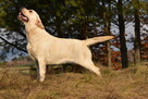 Labrador suka IGA Passion Dog ZKwP/FCI - 2