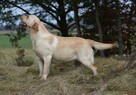 Labrador suka JULA Passion Dog ZKwP/FCI - 3