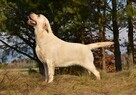 Labrador suka IGA Passion Dog ZKwP/FCI - 1