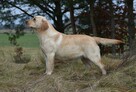 Labrador suka JULA Passion Dog ZKwP/FCI - 4