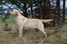Labrador suka JULA Passion Dog ZKwP/FCI - 1