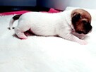 Jack Russell Terrier FCI ZKwP Zapowiedź - 7