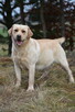 Labrador suka JULA Passion Dog ZKwP/FCI - 8