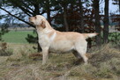 Labrador suka JULA Passion Dog ZKwP/FCI - 7