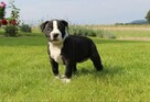 American Staffordshire Terrier amstaff - 5