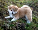Akita japońska INU FCI ZKWP rasowa suczka pręgowana - 8
