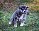 Akita japońska INU FCI ZKWP rasowa suczka pręgowana - 9