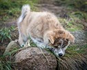 Akita japońska INU FCI ZKWP rasowa suczka pręgowana - 7