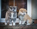Akita japońska INU FCI ZKWP rasowa suczka pręgowana - 2