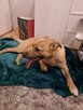 Misiek - psi dzieciak, domowy fajny psiak ADOPCJA - 2