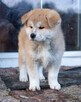 Akita japońska INU FCI ZKWP rasowa suczka pręgowana - 6