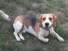 Beagle trikolor pięknie umaszczony – reproduktor. - 2
