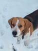 Beagle trikolor pięknie umaszczony – reproduktor. - 3