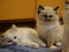 Kotki rasy Ragdoll z rodowodem, Hodowla Sasanka*PL - 3