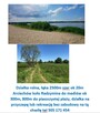Działka 8300m wym 64x110m ze stawem Stary Kraszew koło Radzy - 4