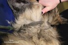 Henio - pokrzywdzony pies - 15
