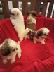 SHIH TZU z rodowodem - 2