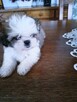 SHIH TZU z rodowodem - 3