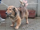 Henio - pokrzywdzony pies - 2
