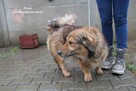 Henio - pokrzywdzony pies - 10