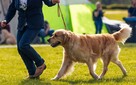 Golden Retriever ZKwP/FCI reproduktor/ krycie / złoty - 4