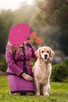 Golden Retriever ZKwP/FCI reproduktor/ krycie / złoty - 3