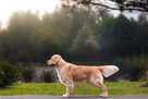 Golden Retriever ZKwP/FCI reproduktor/ krycie / złoty - 1