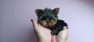 *** Yorkshire Terrier Mini Dziewczynka *** - 3