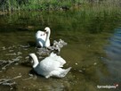 Domek Jagoda Mazury nad jeziorem Sasek Wielki nocleg pokój - 9