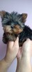 *** Yorkshire Terrier Mini Dziewczynka *** - 4