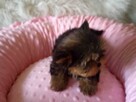 *** Yorkshire Terrier Mini Dziewczynka *** - 5