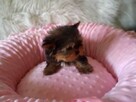 *** Yorkshire Terrier Mini Dziewczynka *** - 6