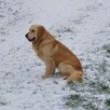 Szczenięta Golden Retriever - 9