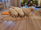 Szczenięta Golden Retriever - 7