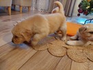 Szczenięta Golden Retriever - 2