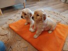 Szczenięta Golden Retriever - 4