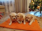 Szczenięta Golden Retriever - 3
